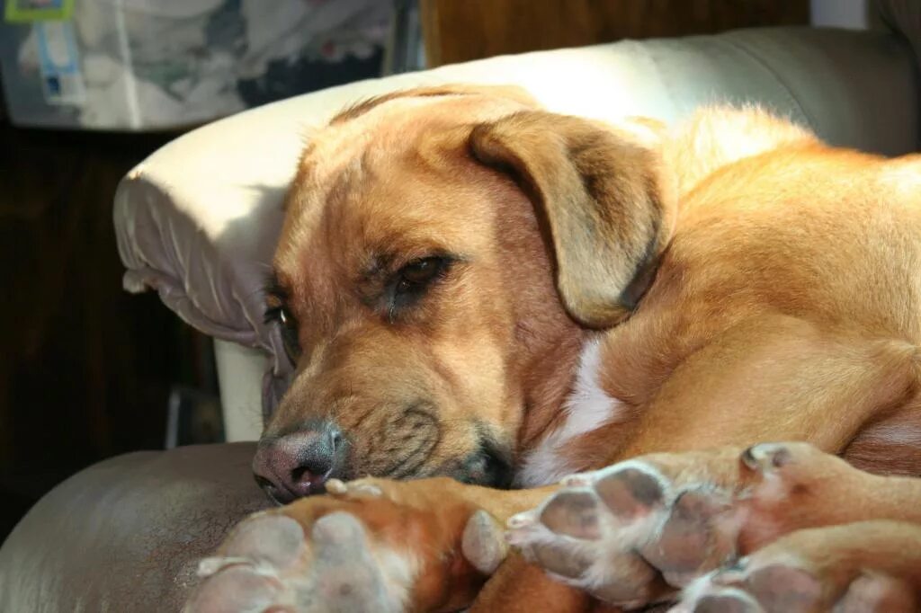 У собаки бурлит в животе. Вздутый животик у щенка. У собаки бурлит в животе. У собаки бурлит в животе. Расширение желудка у собаки рентген.