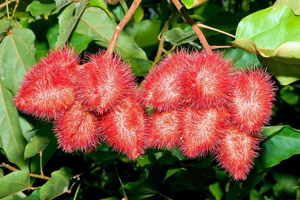 Новицкас аннато. Аннато (bixa orellana). Bixa orellana (бикса, аннато). Эритрина. Bixa orellana дерево.