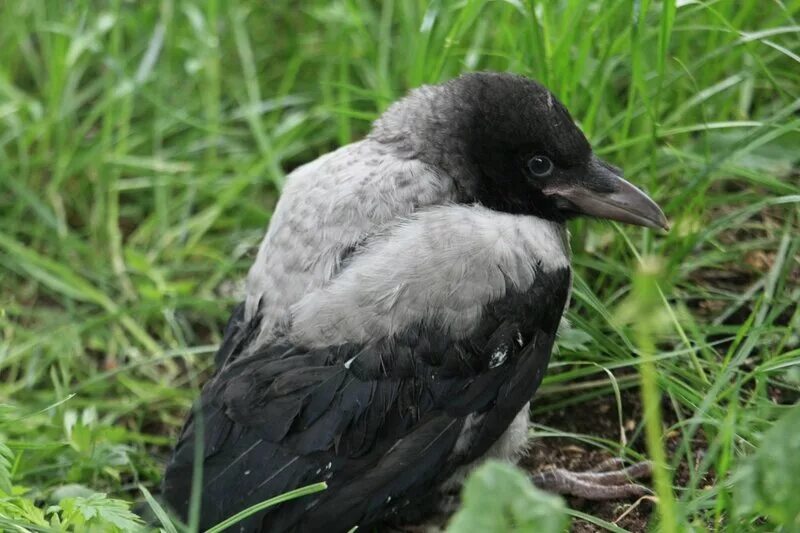 птенец серой вороны. птенец желторотик вороны. птенец серой вороны. серая ворона птенец. ворона.