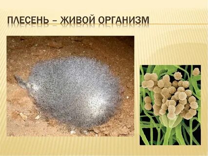Магазин плесени