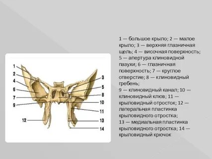 Малого крыла
