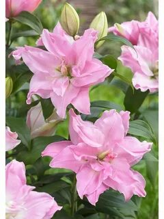 Лилия roselily