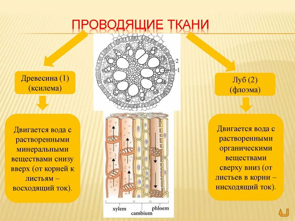 Какая часть у проводящей ткани. Строение стебля Ксилема и флоэма. Ксилема и флоэма это ткани. Ткани растений Ксилема флоэма. Луб флоэма древесина Ксилема.