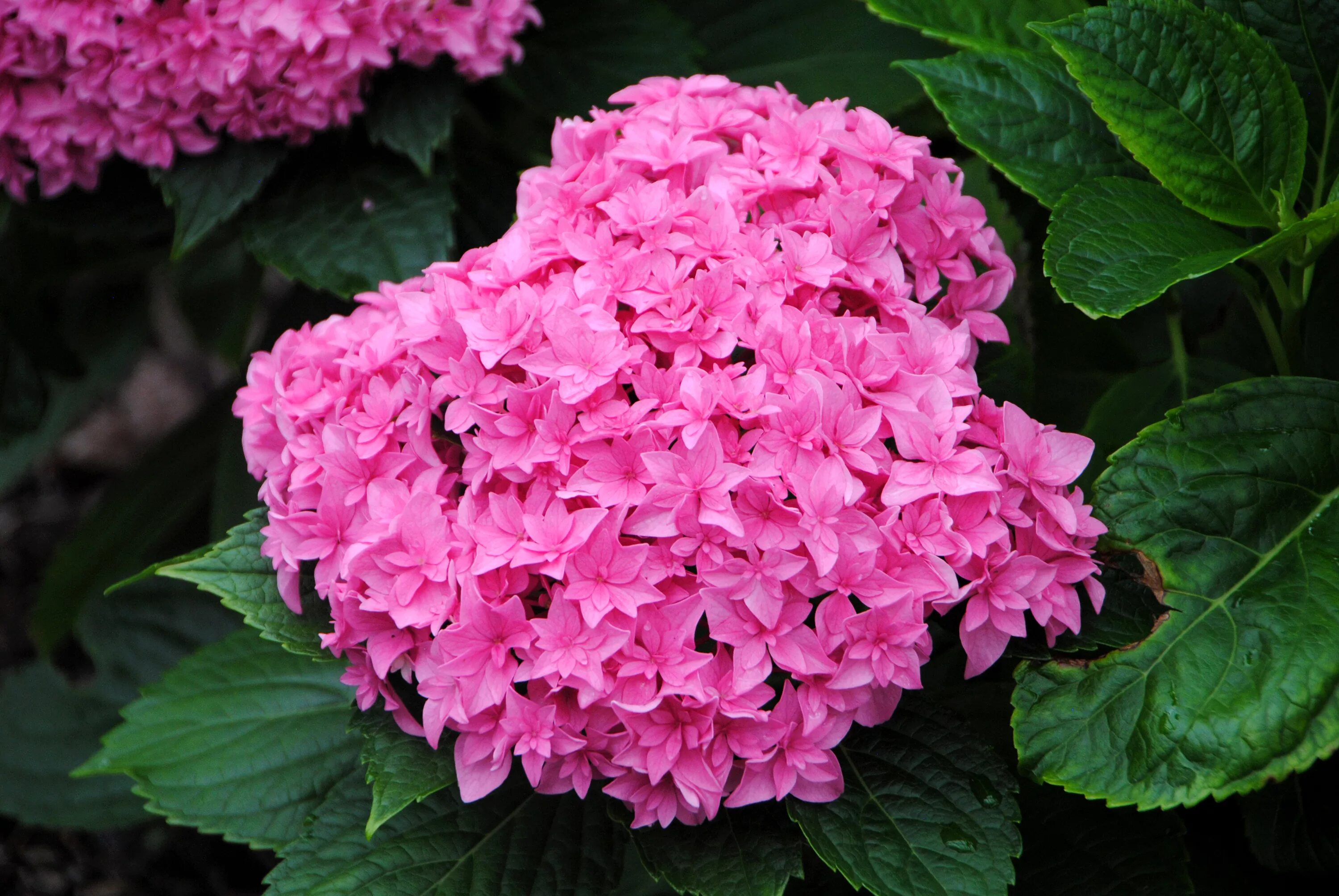 Pink hydrangea. Pink hydrangea. Pink hydrangea. Pink hydrangea. Pink hydrangea.