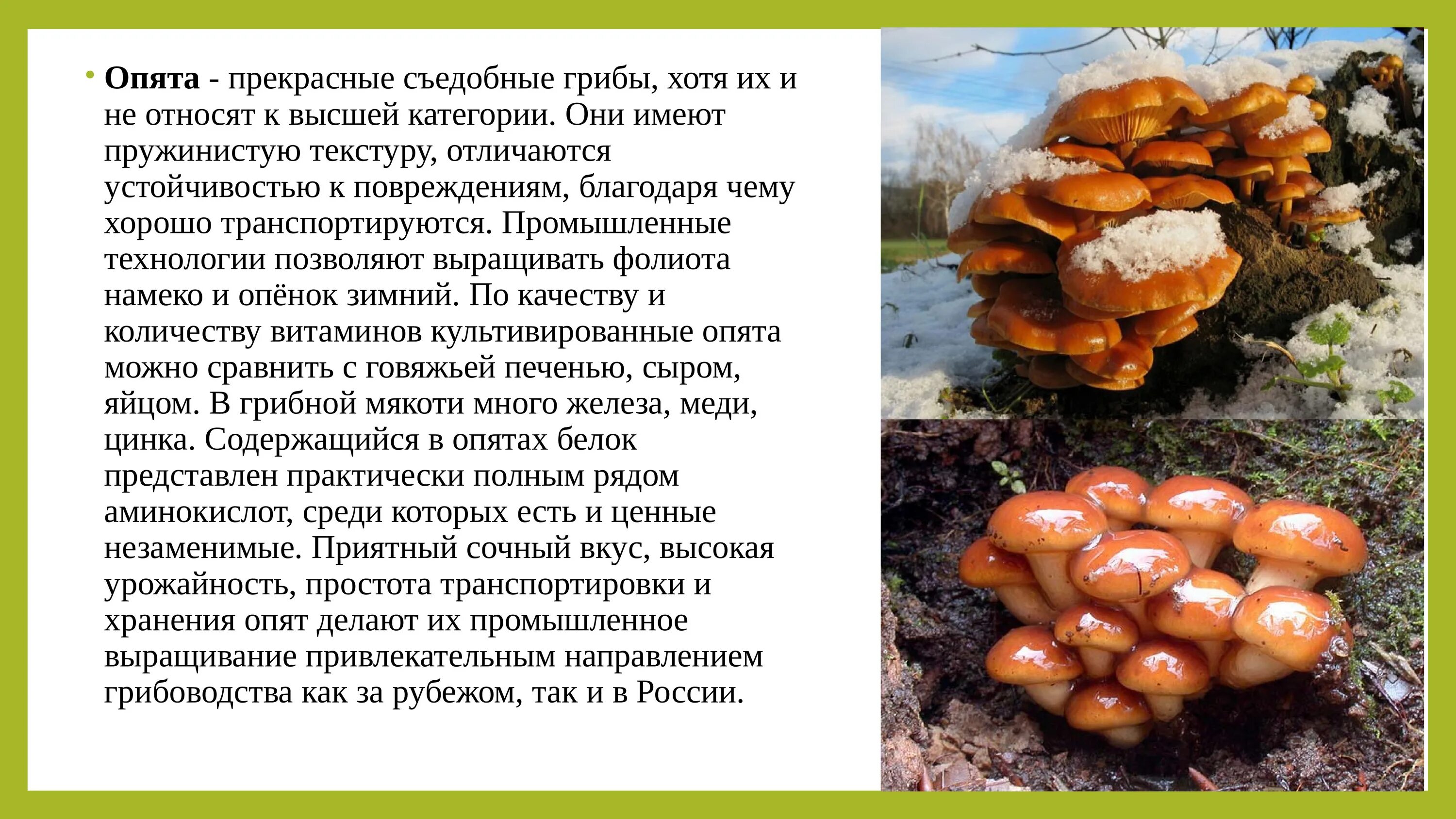 Искусственно выращенные съедобные грибы. Грибы высшей категории. Выращивание грибов сообщение. Характеристика искусственно выращиваемых съедобных грибов