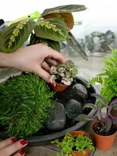 Kills plants
