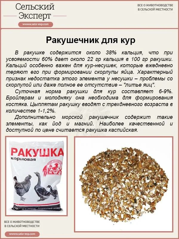 Как давать ракушку несушкам. Ракушечник для курей. ракушка для куриц. ракушечник для кур несушек. ракушечник для кур как давать.