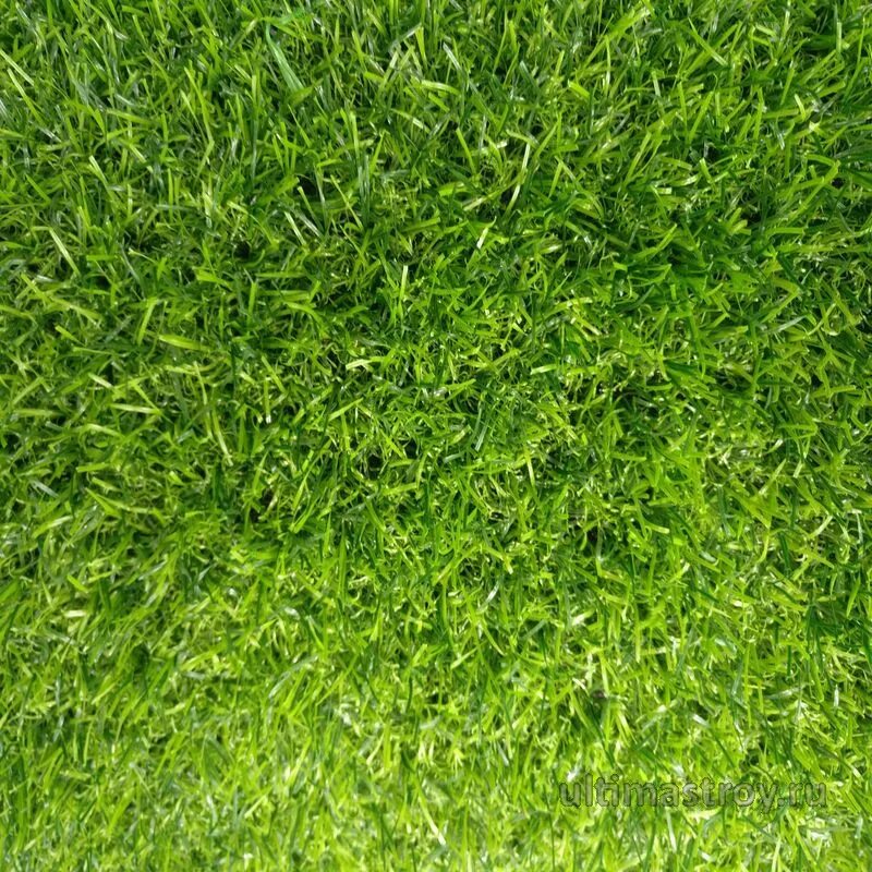 Buffalo grass растение. Газон рулонный «премиум» - 100% мятлик. Мятлик луговой балин. Трын трава. Мох на газоне.