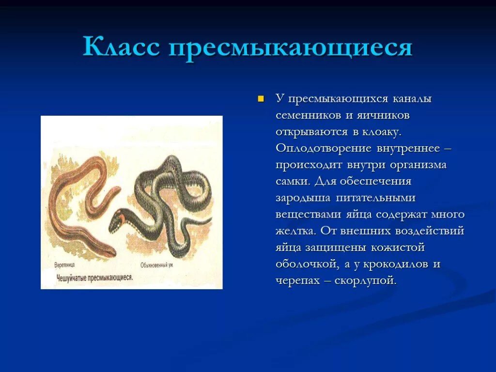 У пресмыкающихся оплодотворение ответы. Оплодотворение у пресмыкающихся. Внутреннее оплодотворение у пресмыкающихся. Оплодотворение у пресмыкающихся наружное. Оплодотворение у пресмыкающихся наружное или внутреннее.