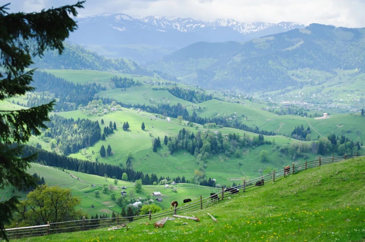 Карпаты, урал, алтай. Система карпаты. Верховина карпаты. Карпаты геологическая карта. Сходница карпаты.