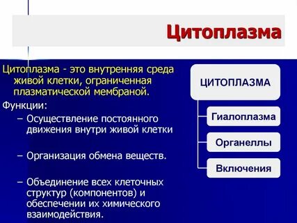 Внутреннее веществ