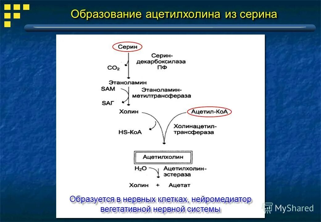 биохимия это наука. метаболизм пуриновых оснований биохимия. биохимия образование. фафс формула биохимия. образование непрямого билирубина биохимия.