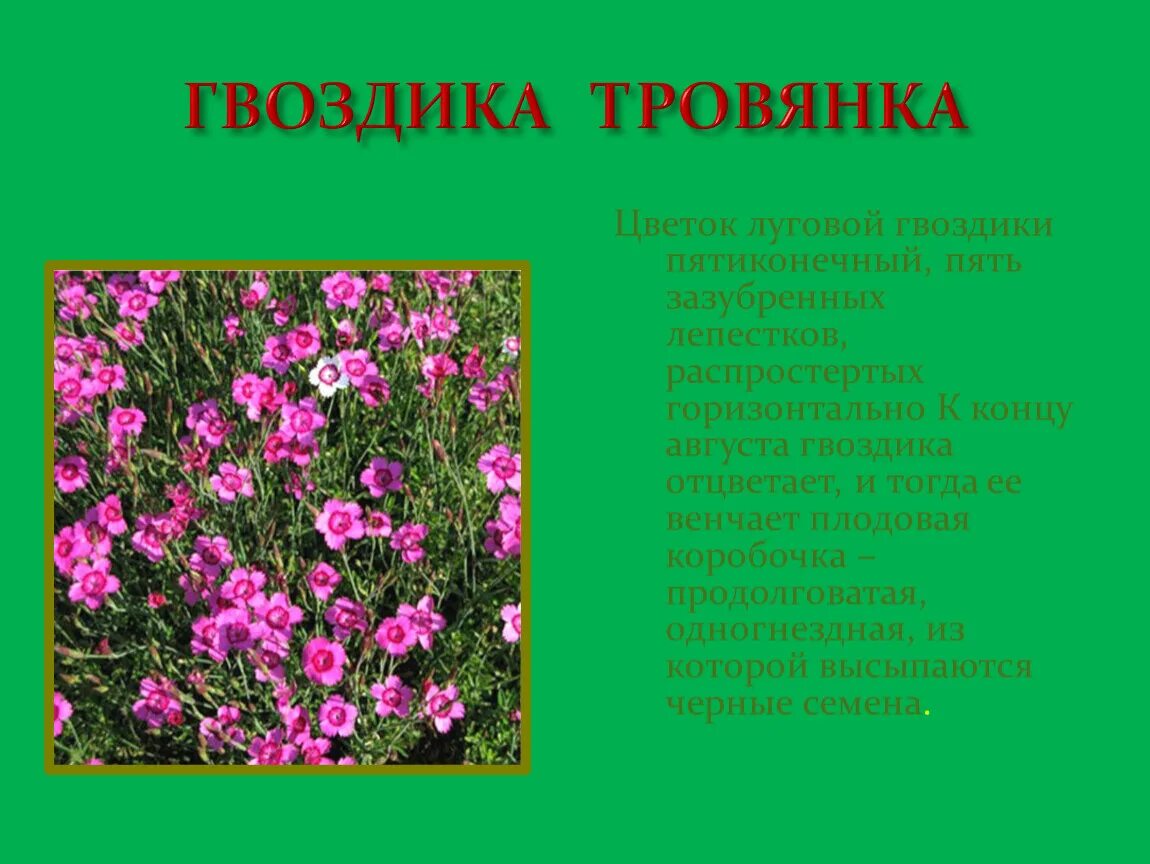 Сообщение про гвоздики. Гвоздика травянка полевая. Сообщение про гвоздику. Гвоздика на языке цветов. Детский стих про гвоздику.
