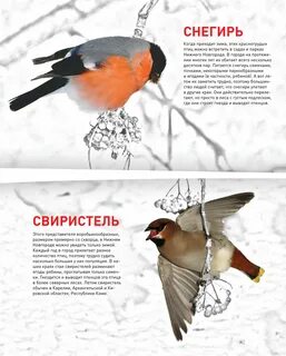 Снегирь читать