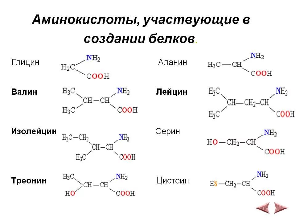 Изменение аминокислот последовательности белков. Лейцин аминокислота формула. Глицин лизин Валин. Изолейцин аминокислота формула структурная. Синтез изолейцина из треонина.