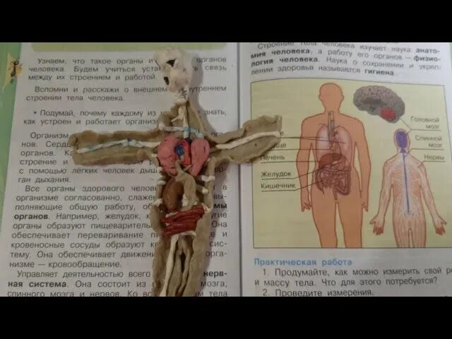 Как сделать модель строения тела человека. Внутреннее строение человека модель из пластилина. макет внутренних органов человека. модель аппликация внутренние органы человека. внутреннее строение тела человека модель из пластилина.