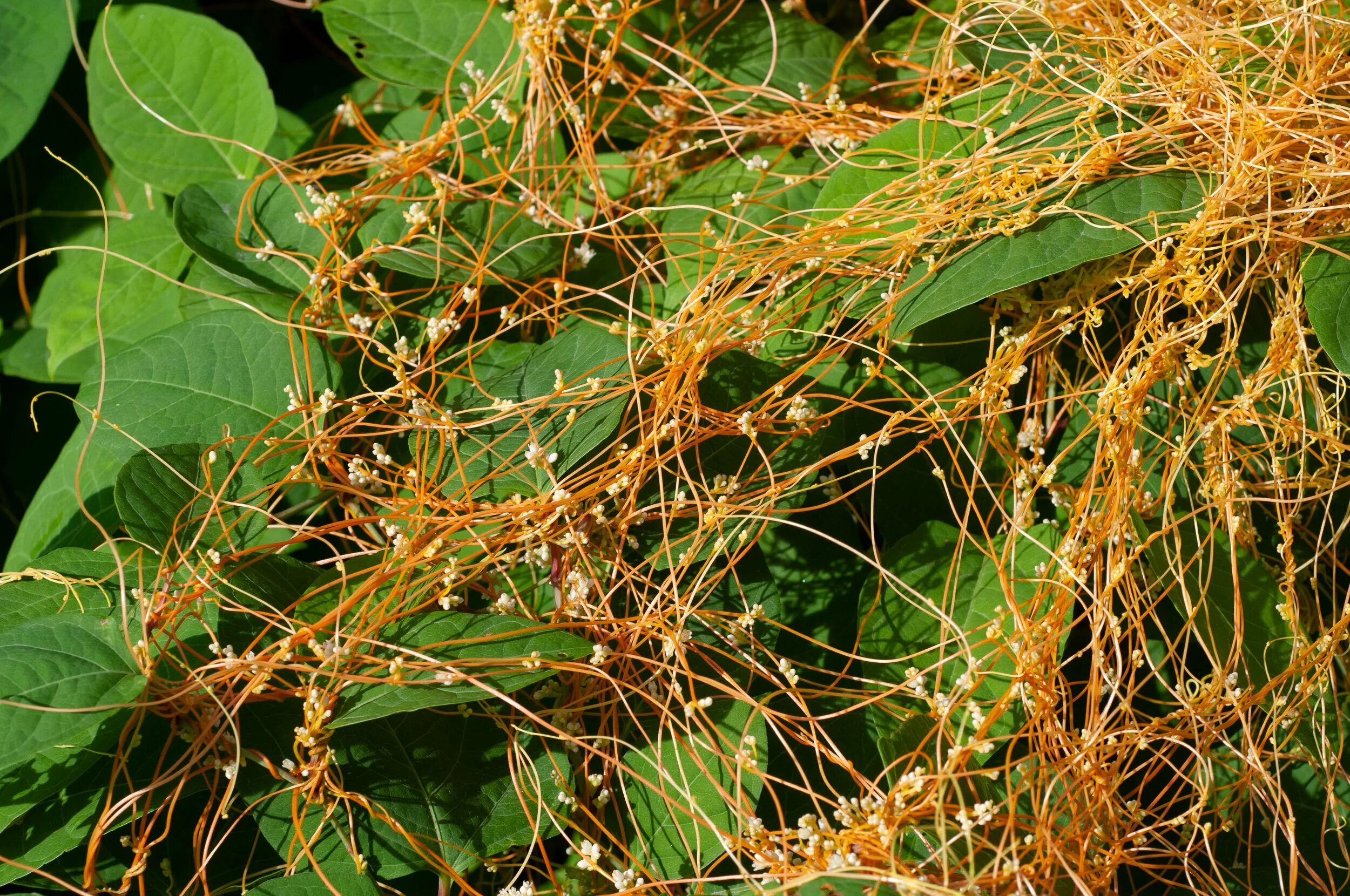 Повилика хмелевидная. Повилика растение паразит. Повилика (Cuscuta). Повилика карантинный сорняк.