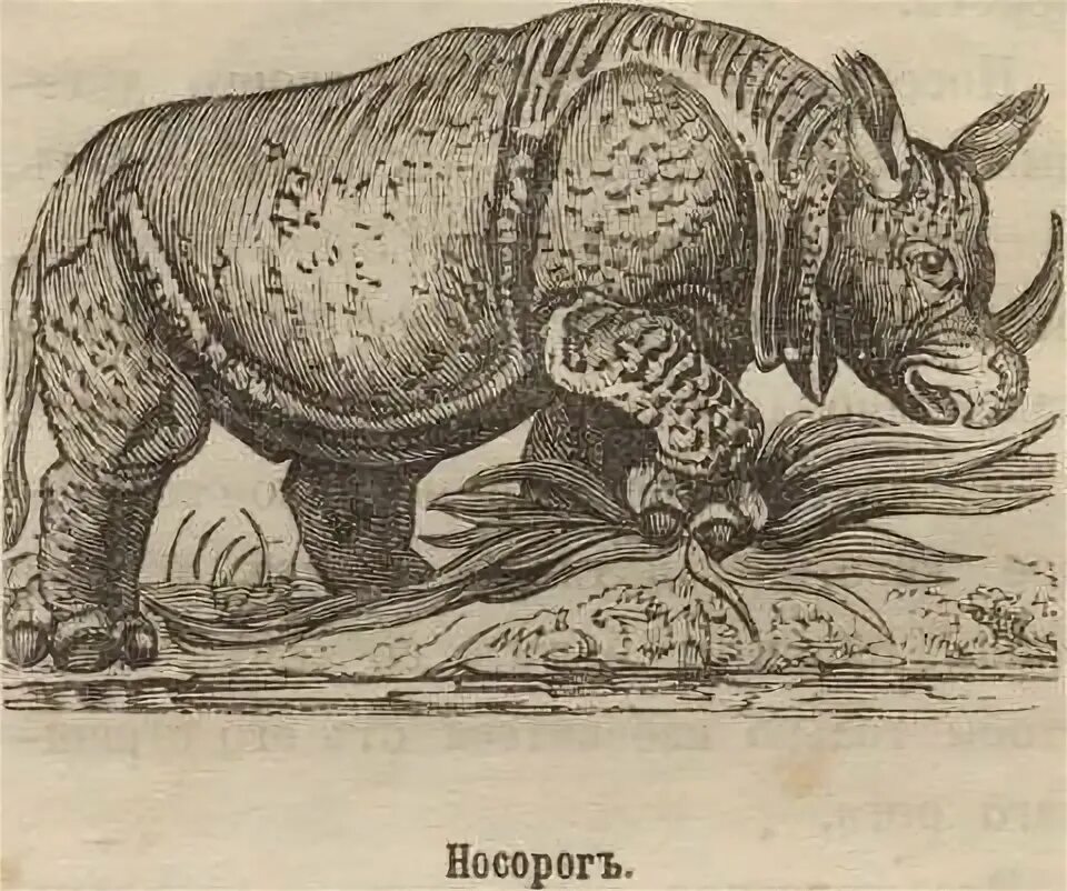 Работа история животных. Естественная история царств животных шуберт. Конрада геснера «история животных». Естественной истории животных. Животные из 16 веков.