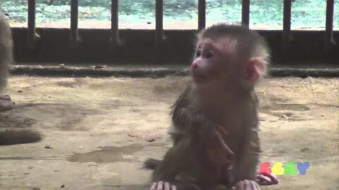 Baby monkey videos