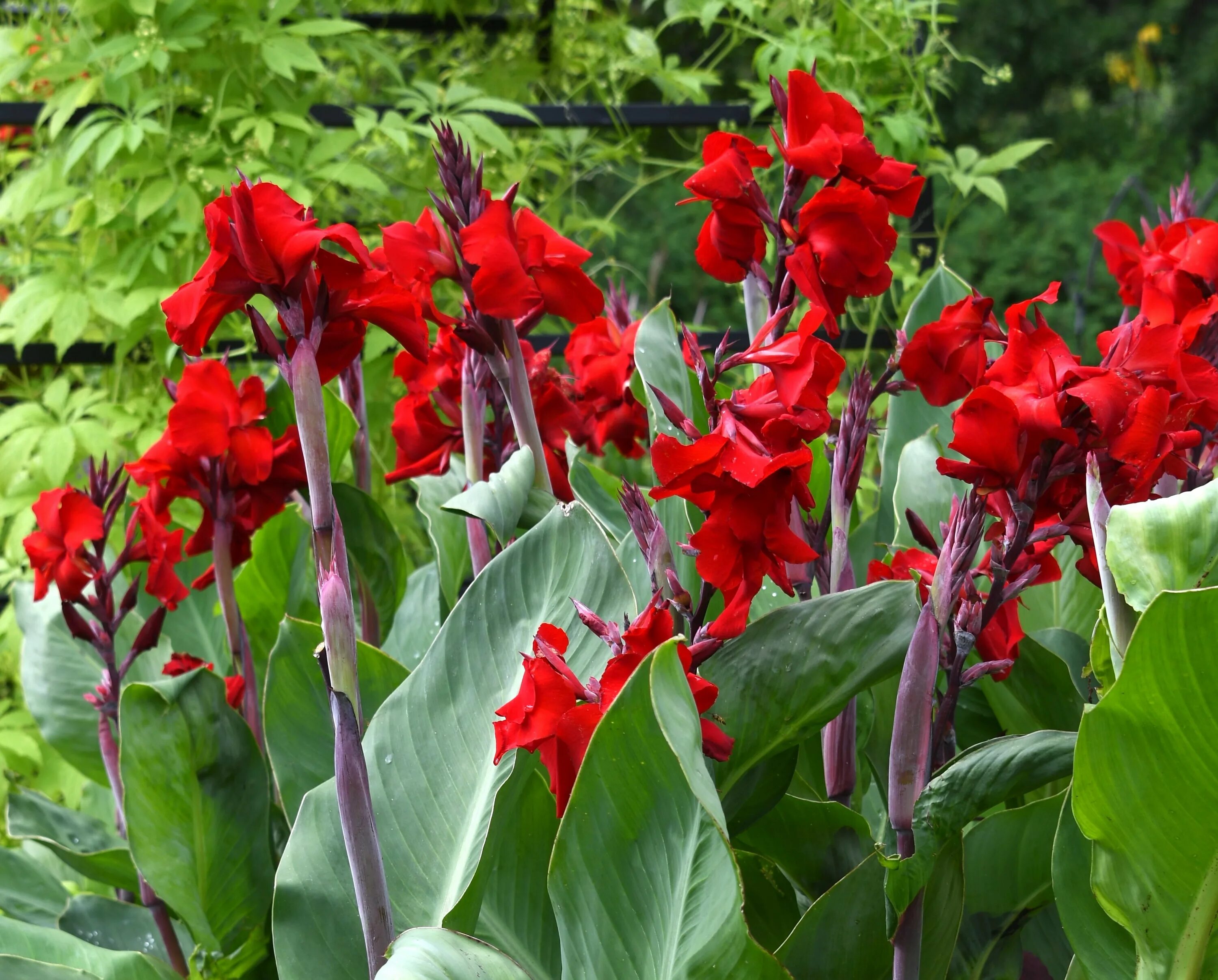 канна блэк найт. канны блэк найт. канны темнолистные. канна черри ред. фото красных канн.