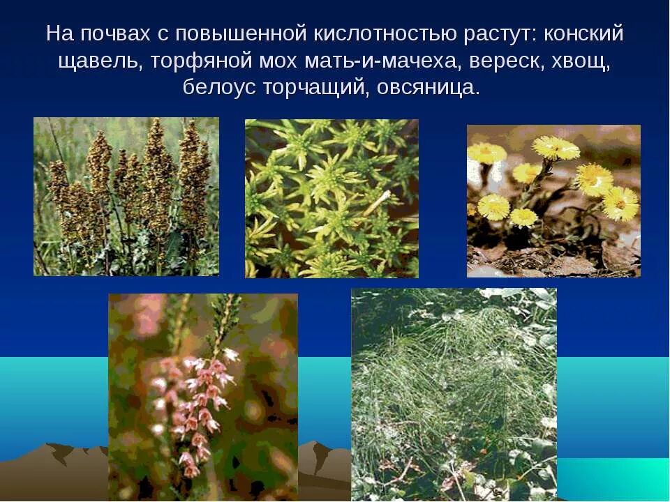 растения нейтральных почв. растения нейтральных почв. трава растущая на нейтральных почва. сорняки индикаторы кислотности почвы. на нейтральных почвах растут растения.