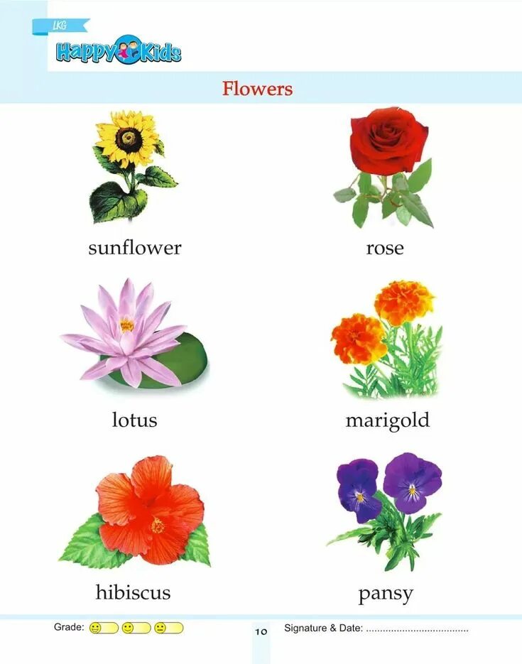 Цветы названия. Название цветочков. Цветы с названиями для детей. Цвета с названиями для детей.