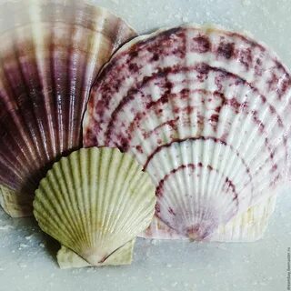Приморская ракушка