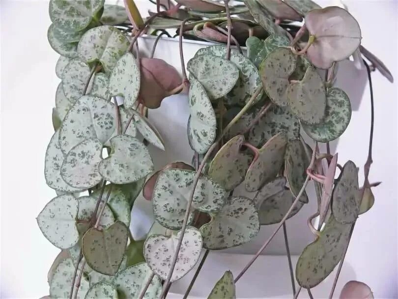 Суккулент церопегия сандерсона. Церопегия вуди цветы. Церопегия вуди цветы. Церопегия види вариегатная. Суккуленты церопегия.