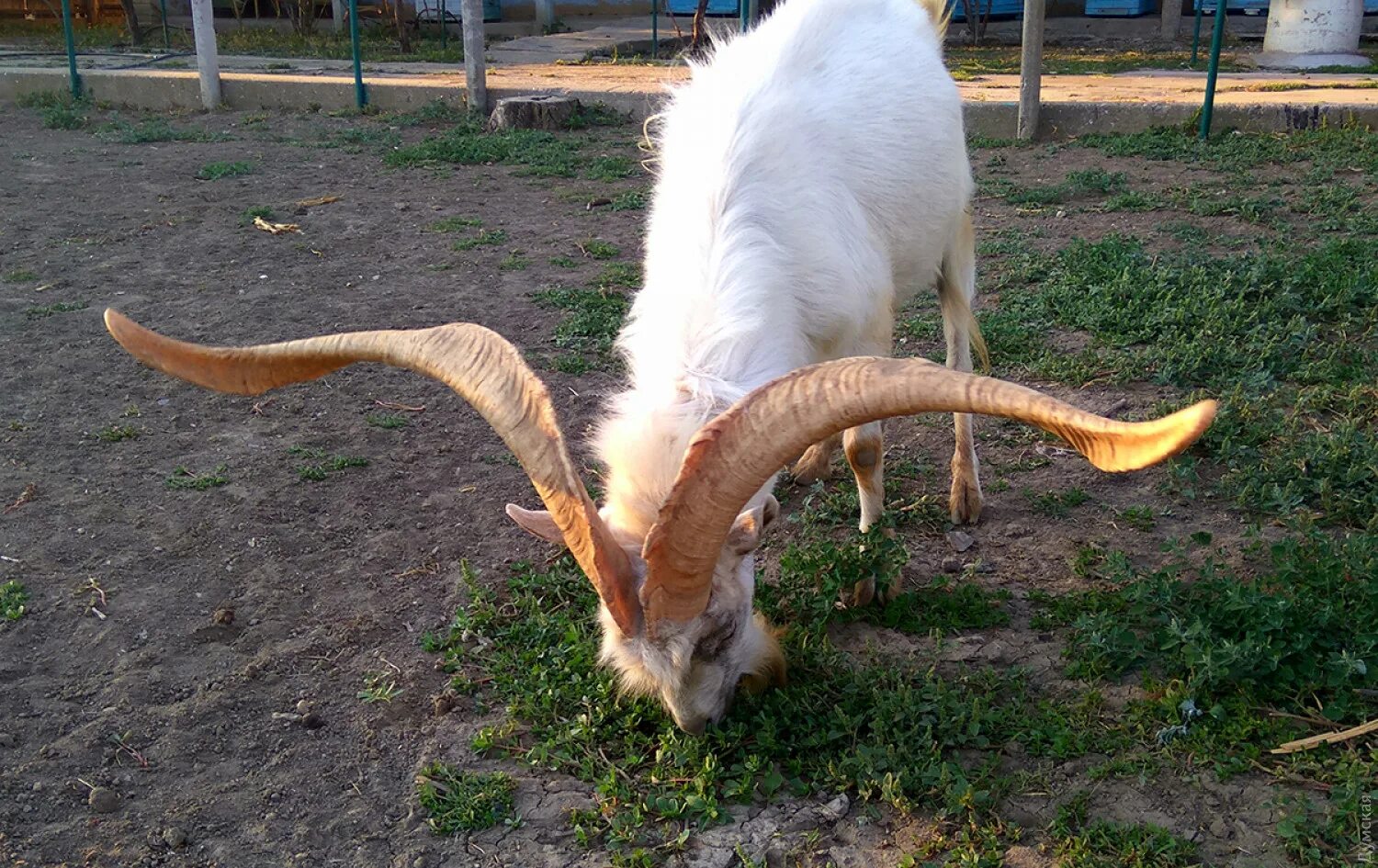 Козел из. Самые длинные рога у козла. Козел по украински. Фото украинских Козлов.