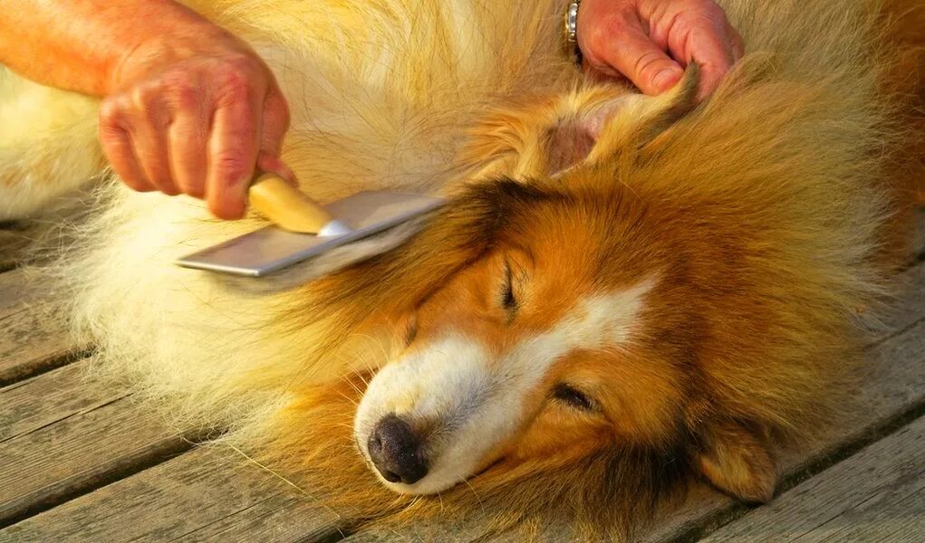 Собачья шерсть текстура. Шерсть щенка. Текстура шерсти собаки. Клочок шерсти. Собака с кудрявой шерстью.