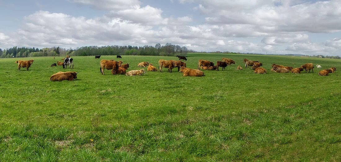 село подсосонки смоленская область поля сенокос. пашня сенокос пастбища. сенокосы и пастбища. пастбище презентация.