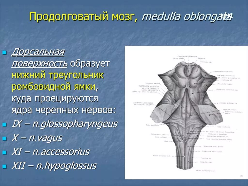 Дорсальная поверхность мозга. Дорсальная поверхность ствола мозга. Варолиев мост дорсальная поверхность. Образования дорсальной поверхности продолговатого мозга. Строение ромбовидной ямки анатомия.