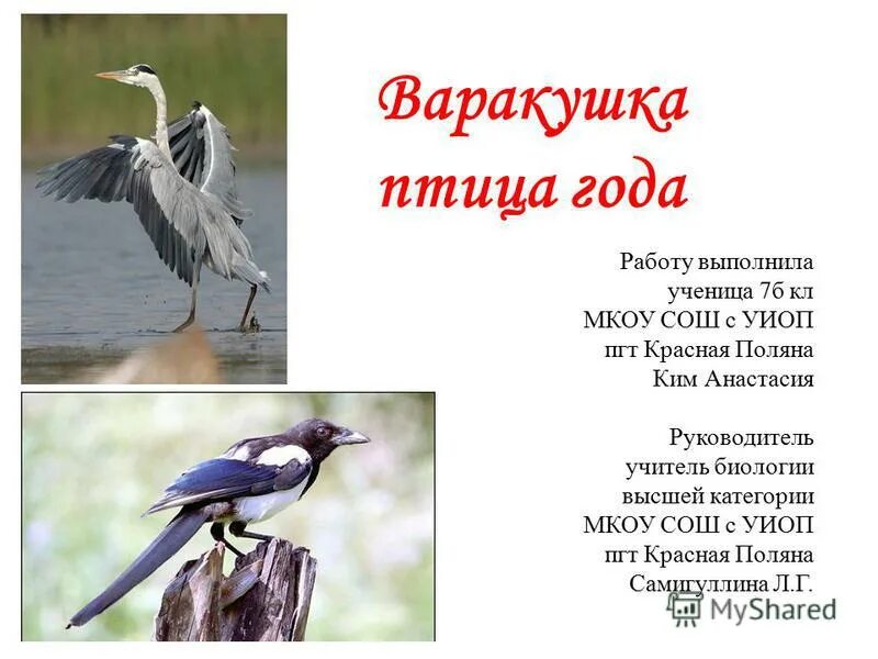 птица года список