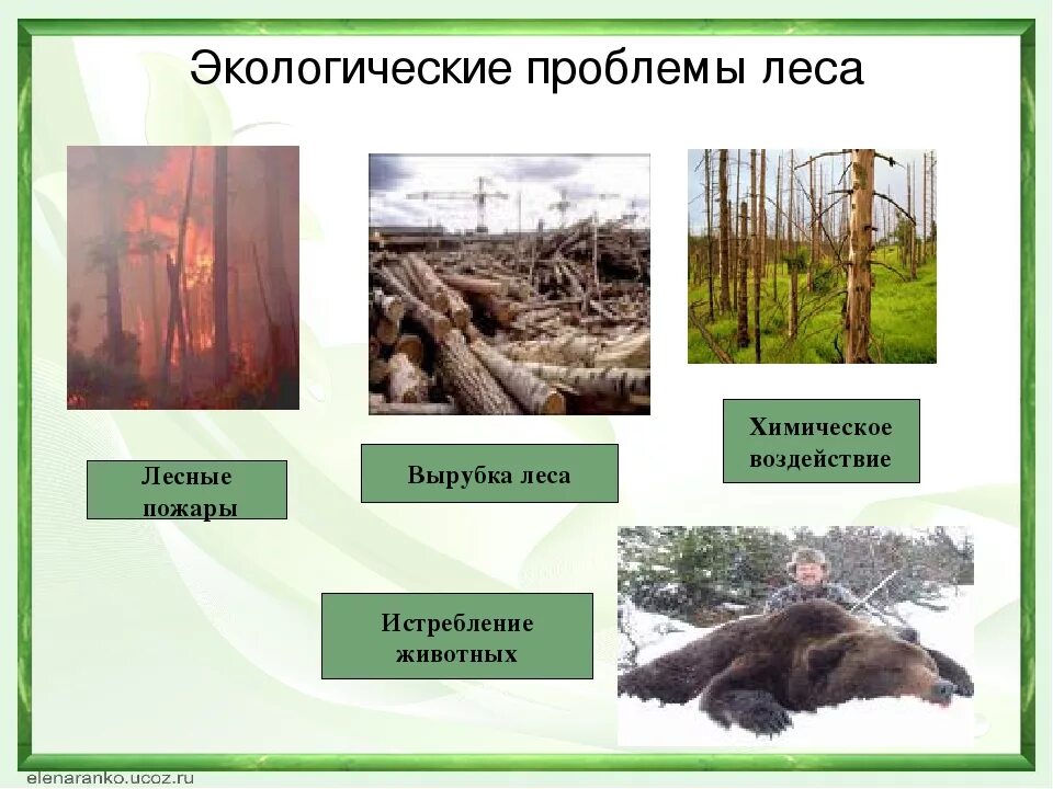 Экологические проблемы леса. Экологические проблемы Тай. Экологические проблемы лесных зон. Экологические проблемы тайги.