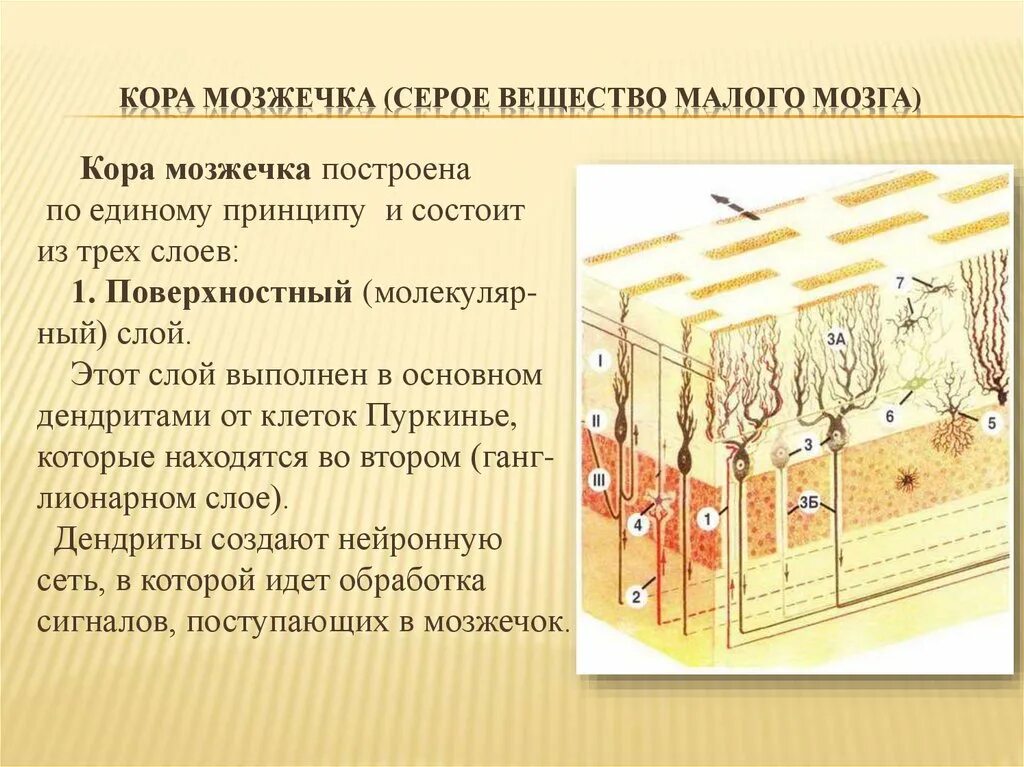 Функции клеток мозжечка. Послойно кора мозжечка. кора мозжечка состоит из 3-х слоев. строение коры мозжечка. строение ганглионарного слоя коры мозжечка..