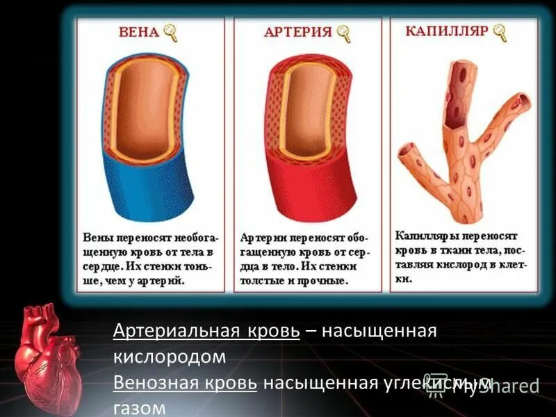 Артерии и вены тест. Артериальная и венозная кровь. Артериальное кровотечение. Артериальная и венозная кровь отличия.