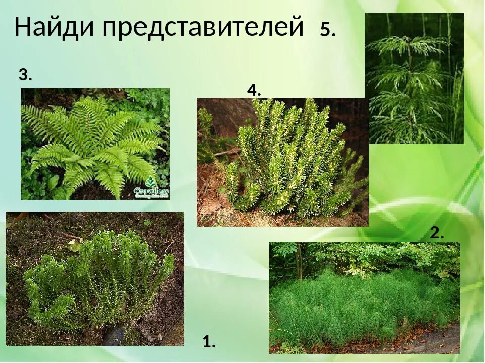 Древовидные плауны папоротники хвощи. Древовидные папоротники палеозойской эры. Плауны в тропиках. Плауновидные и хвощевидные 7 класс. Древовидные плауны папоротники хвощи.