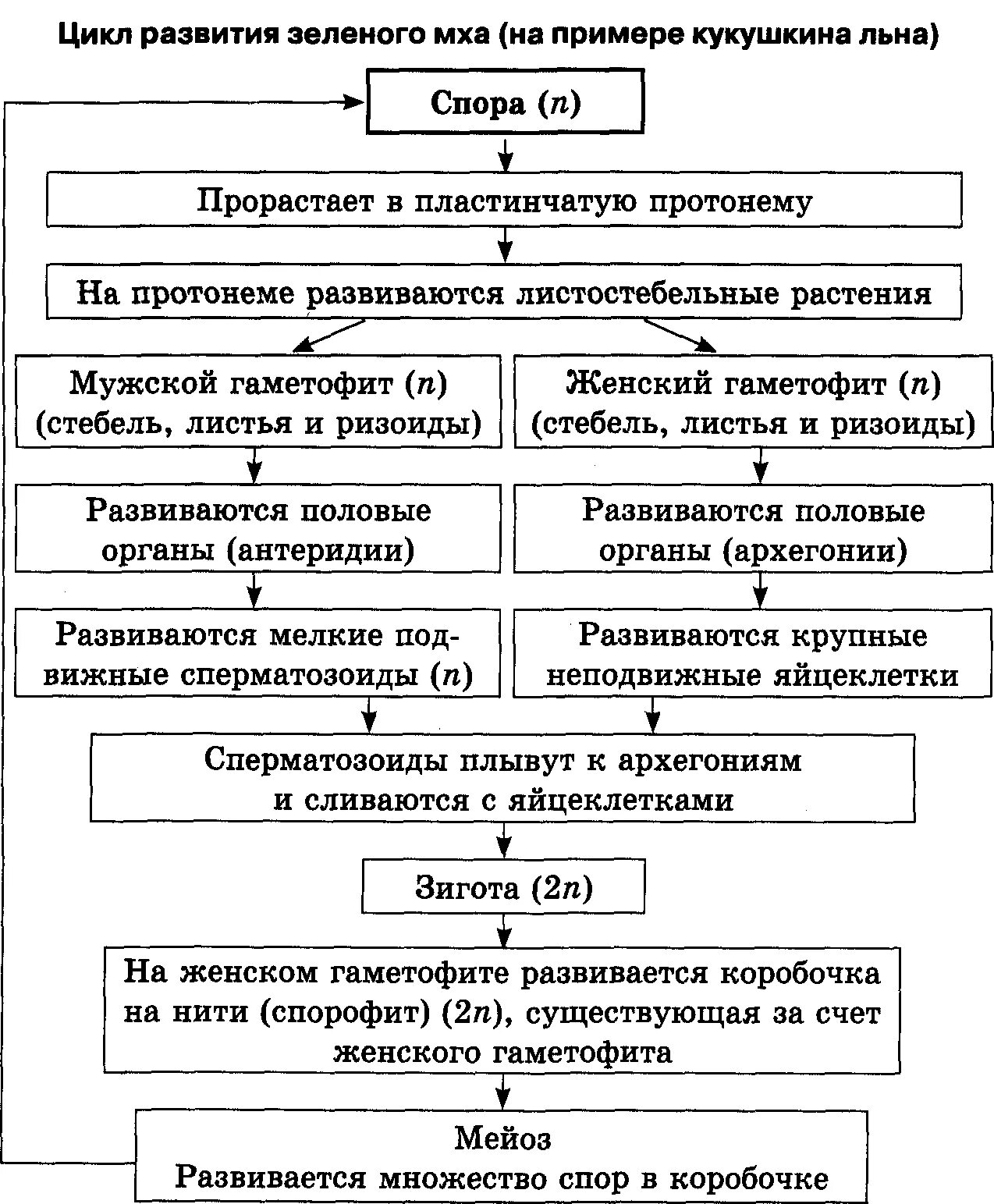 Мейоз кукушкиного льна. Жизненный цикл мха Кукушкин лен схема. Цикл развития мхов 7 класс биология. Цикл развития моховидных схема с описанием. Жизненный цикл мха Кукушкин лен таблица.