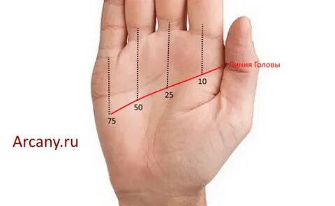 Хиромантия линия жизни с годами. Хиромантия линии на руке. Линия жизни на ладони. Хиромантия по руке линия жизни. Линия жизни на руке.