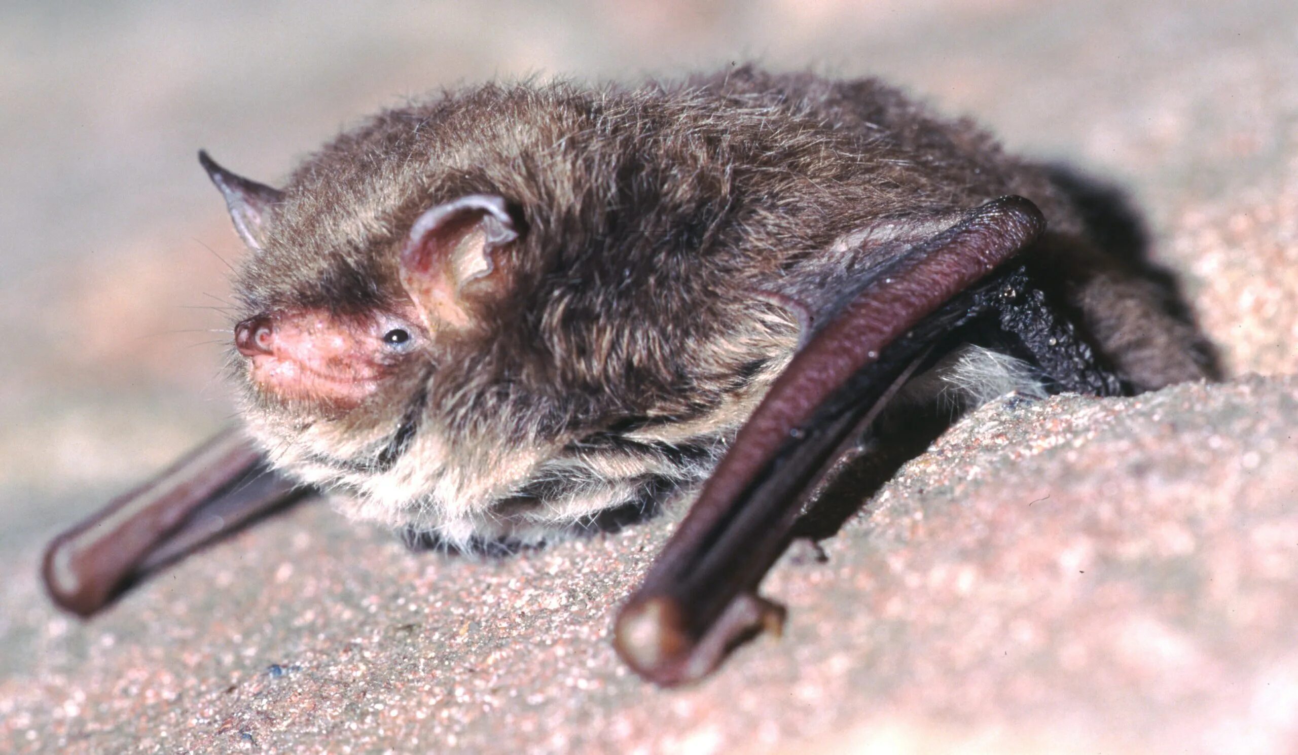 Ночница большая. Прудовая ночница. ночница брандта (myotis brandtii (eversmann, 1845)). летучая мышь ночница. летучая мышь обыкновенная ночница.