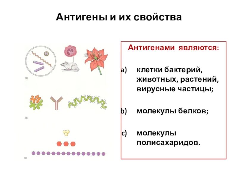 Антигенные свойства бактерий. Антигены и их свойства. Антигенные свойства микроорганизмов. Антигенные свойства белков.