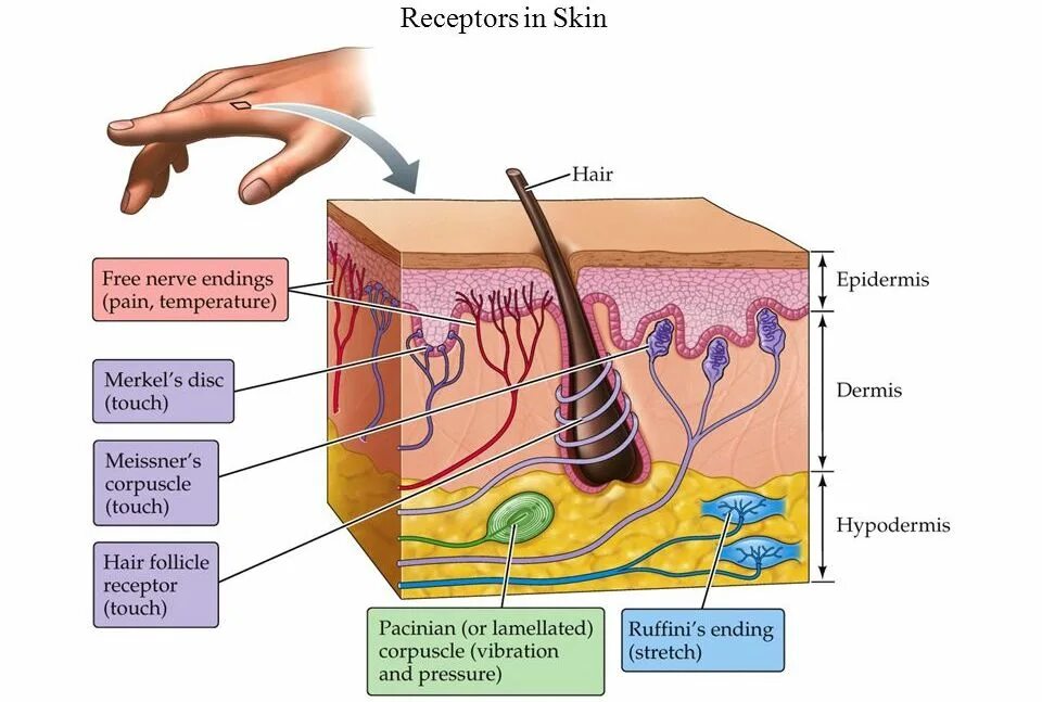 Рецепторы кожи. Рецепторы кожи человека. Рецепторы кожи реагирующие на. Кожа человека.