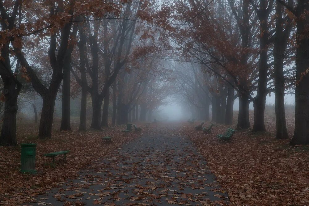 Мрачные аллеи. Мрачный парк. Пасмурная осень. Мрачная осень в городе. Мрачный осенний парк.