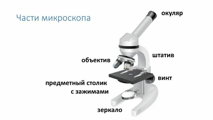 Микроскоп и его части 5 класс биология. Биология 5 кл строение микроскопа. Что такое микроскоп и строение микроскопа 5 класс биология. Части светового микроскопа 5 класс биология. Части микроскопа биология 5 класс.