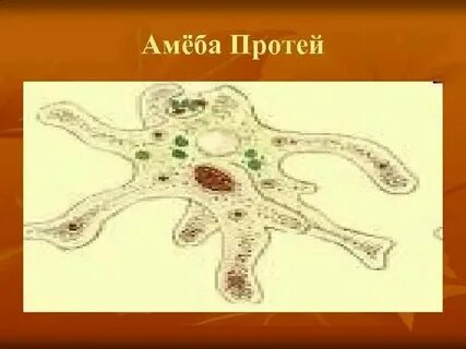 Кровеносная система амебы