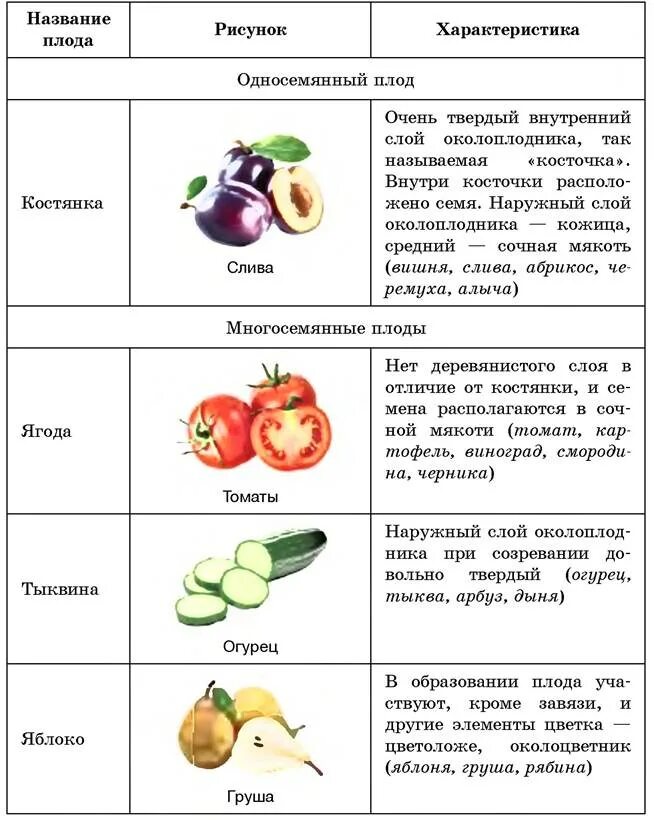 Что относится к частям плода. Типы плодов биология 6. Биология классификация плодов таблица. Плоды сочные и сухие таблица. Название плодов Тип плода таблица.