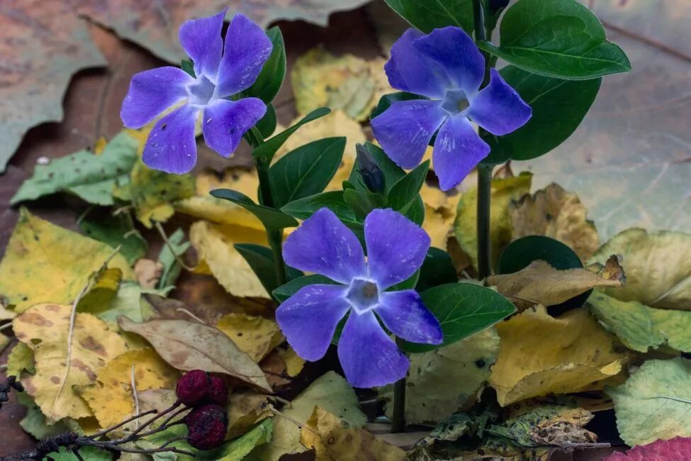 Как выглядит барвинок. Барвинок vinca minor. барвинок малый. барвинок reticulata. барвинок малый (vinca minor).