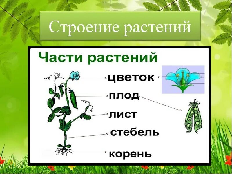 Строение растения. Строение растений изучает. Строение растений изучает наука. Строениеростенийизучает.