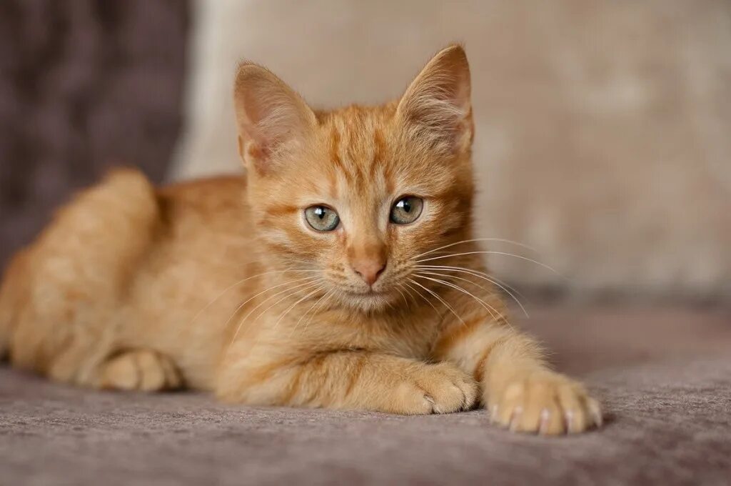 Рыжий 3. Европейский короткошерстный кот рыжий. сибирский гладкошерстный рыжий кот. европейский гладкошерстный кот рыжий. сибирская кошка рыжая короткошерстная.
