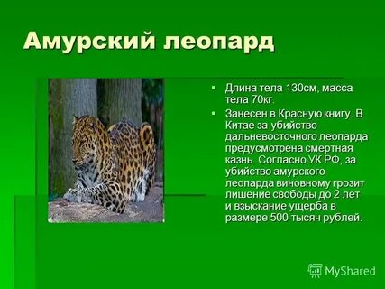 Почему леопарды в красной книге